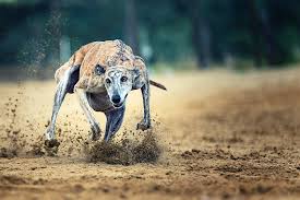 Race
