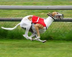 Race
