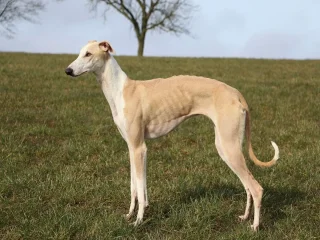 Race